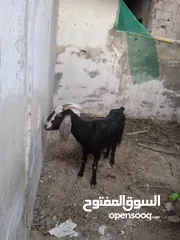  6 عنزين سن  