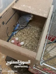  1 متوفر 5 جواز حب بسم الله ما شاء الله تعال وشوف بعينك