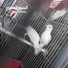  11 5 مخاليق أعمارهم 9 اشهر