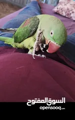  4 ببغاء كساندرا متكلم لعووب  ذكر بدايه طوق حبه بتسبح للي خلقها صحه ونضافه حجم دبل دبل دبل جامبو
