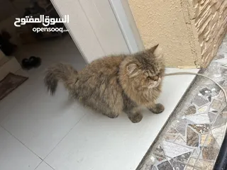  1 قط شيرازي للبيع