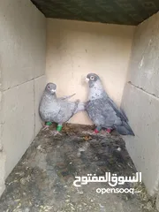  3 حمام للبيع