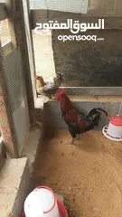  1 دجاجة وفروج للبيع
