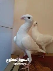  7 مساء الخير حمام للبيع لعدم توفر مكان لهم