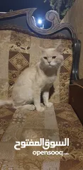  1 خليط قطط شيرازي وبلدي