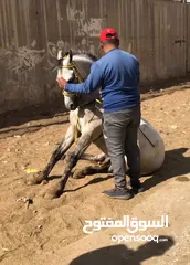  3 حصان عربي اصيل