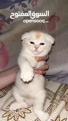  4 قطط سكوتش فولد