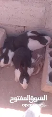  2 أرانب للبيع