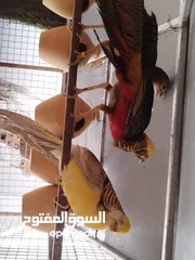  2 طائر الفزن الفرعوني أزواج