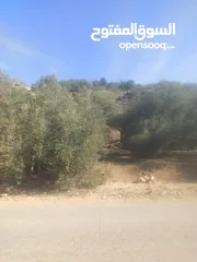  11 القبة الذهبية  شارع بلعا-دير الغصون