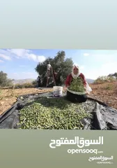  4 زيت زيتون فلسطيني 100‎%‎