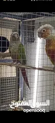  4 جوز جرين شيك كنيور