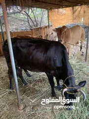  1 بقره مهجنه للبيع