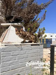  4 Bengal cat