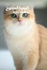  12 Scottish British shorthair longhair kittens British shorthair Scottish fold kittens Scottish