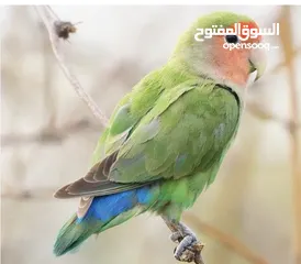  2 ذكر وانثا ثنينه 30 اريال