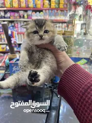  1 ذكر سكوتش فولد غولدن ny 24تخفيض عالمي عرض بيهز الأرض فعلي مش كلام يا بتلحق او ما بتلحق