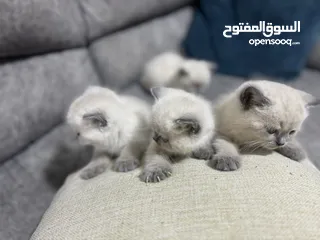  2 2 كيتن هملايا