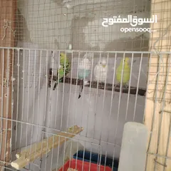  1 طيور حب عصافير حب
