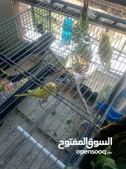  2 طيور الحب للبيع