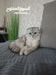  1 قط نوعيه سكوتش