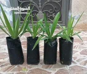  15 نباتات زينه
