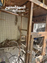  1 للبيع طيور زيبرا مع القفص و الاكل