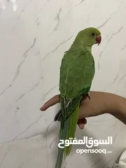  2 ببعاد دره اليف جدااااااااا