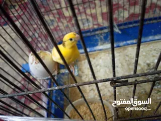  4 كنارات وكوكتيل