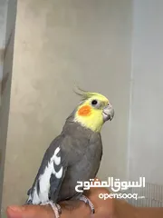  1 ببغاء كوكتيل اليف مدرب عند افضل مدربين ببغاء  صلاه النبي لعوب