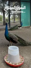  1 ‏طاووس ذكر