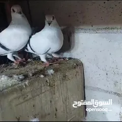  2 حمام جواز للبيع