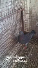  1 جوز حمام كنج