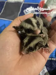  1 flying squirell /sugar glider