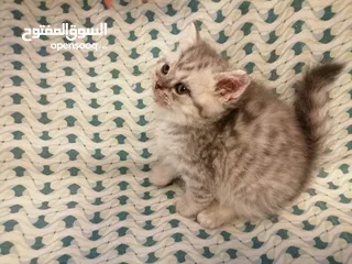  1 ذكر سلفر تابي  هملايا بيرشن  نضافه وصحه شعر طويل مميز