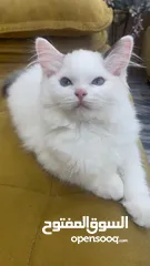  3 قطه انثى رغدول بيور دم صافي