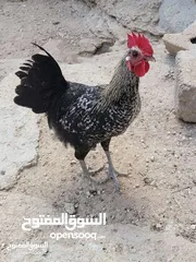  1 ديوك بلدية صغيرة للبيع