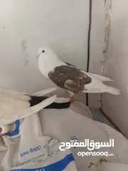  5 0حمام  طوابير تنتين منفاخ قلم وعجميه ذنبها اعصر شغلات ويوجد كمان غيرهن 19بين طوابير وفخول زق وكش