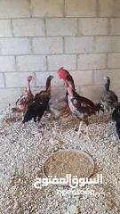  11 دجاج بكستاني