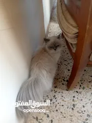  2 قطه نوع هملايا العمر سنة انثى للبيع معاها لتر بوكس حجم كبير