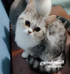  10 Available kittens for sale high quality breed Cats (Silver British breed & Scottish straight breed.)
