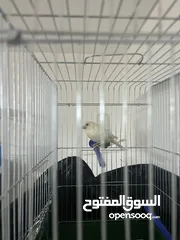  5 طيور كنار انواع جميله