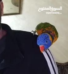  3 لوري و كروان الفين للبيع اربد