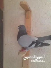  2 تشكيله حلوه طيوىر مقنوة الله يبارك لصاحب النصيب