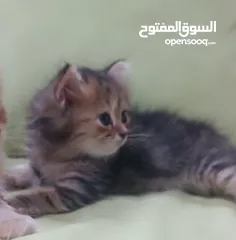  11 قطط شيرازيه اصل عمر شهرين جاهزه للبيع