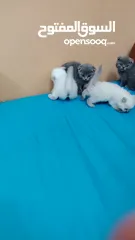  18 كيتنز سكوتش فولد بيرفكت بيور للبيع  kittens scotch fold perfect pure for sale