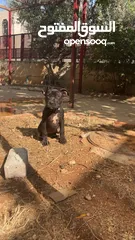  2 بيتبول بلاك نوز جروتين pitbull black nose puppies