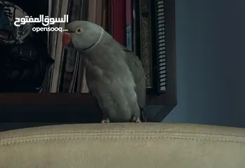  3 ببغاء درة أليف طفره اقرأ الوصف لتفاصيل أخرى