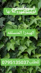  2 زرع طبيعي - نباتات زراعيه _ قوارير زرع طبيعيه للبيع