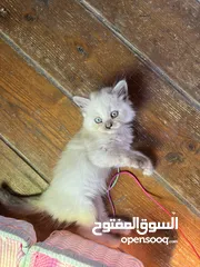  10 قطط همالايا صغيرة عمرها شهرين بالوان وجمال مميز